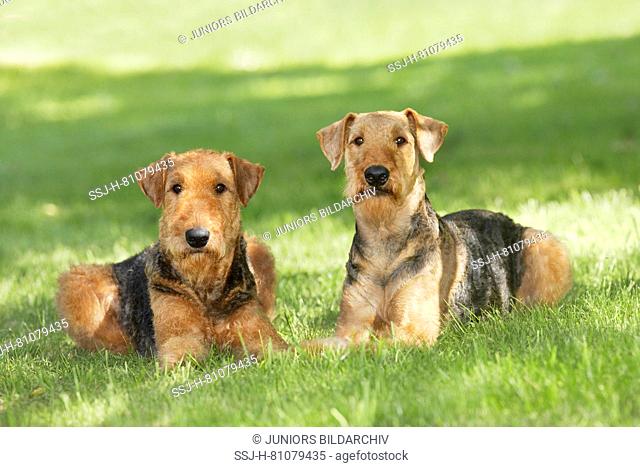 Airedale Terrier. Two adults lying on a meadow. Germany