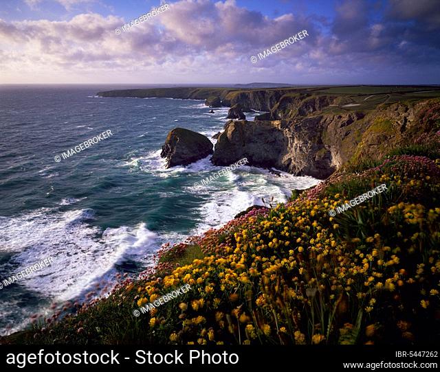 Spring flowers on Carnewas Cliff overlooking Bedruthan Steps on the North Cornwall Coastline near Newquay, Cornwall, England, United Kingdom, Europe