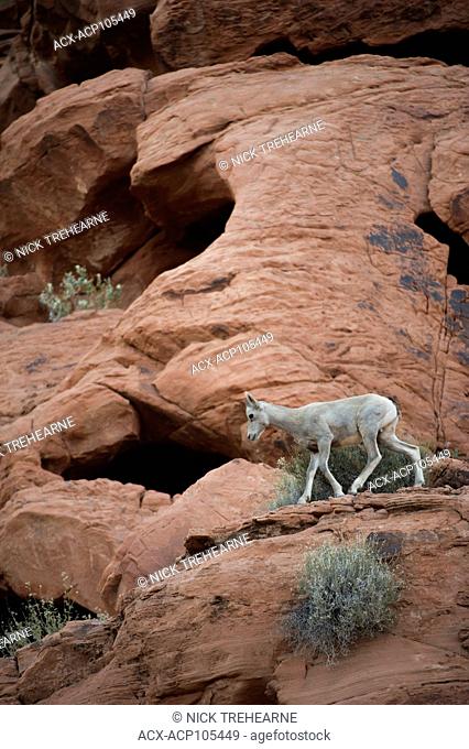 Desert Bighorn Sheep, Ovis canadensis nelsoni perch on a rocky out crop Southern Utah, USA