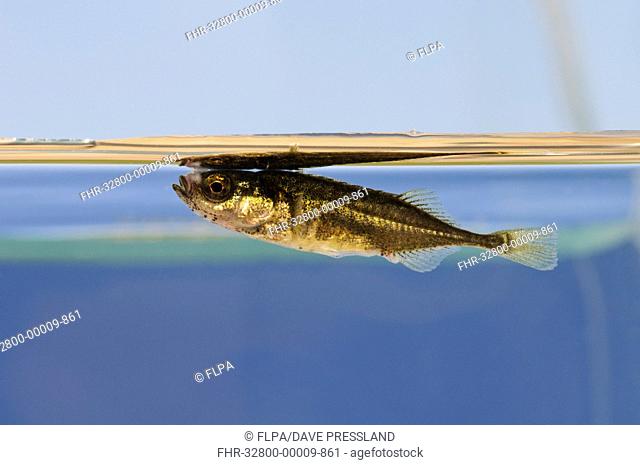 Nine-spined Stickleback (Pungitius pungitius) adult, swimming just below water surface, Crossness Nature Reserve, Bexley, Kent, England