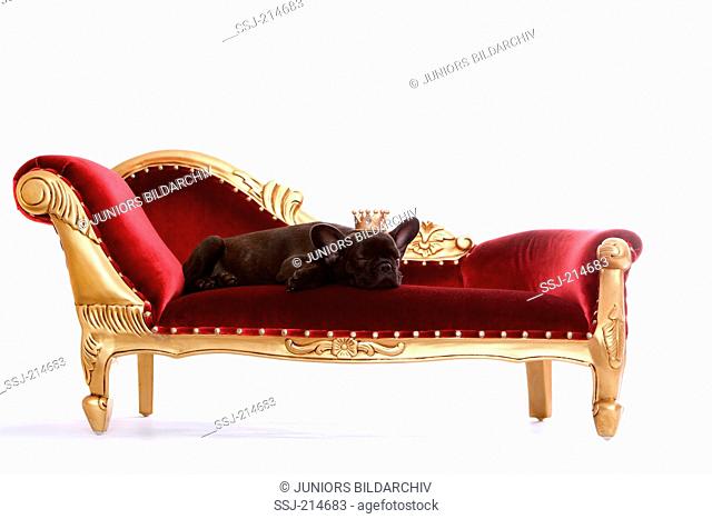 French Bulldog. Puppy (12 weeks old) sleeping on a chaise longue, wearing a crown. Studio picture against a white background. Germany
