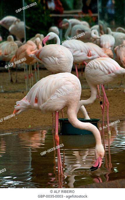 Park Aves; Flamingo; Phoenicopterus ruber; Foz do Iguaçu; Parana; PR; Brazil
