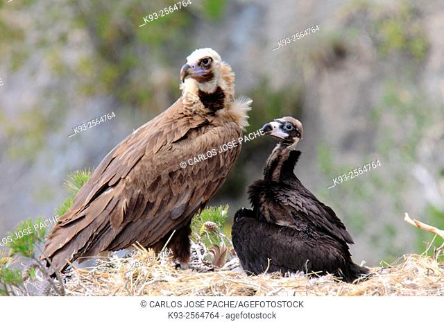Cinereous vultures (Aegypius monachus). Serra de Tramuntana, Mallorca, Balearic Islands, Spain