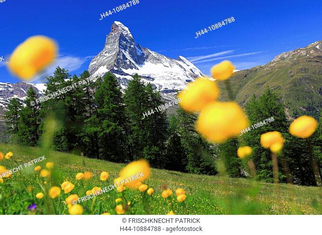 Matterhorn mit Trollblumen, Wallis, Schweiz