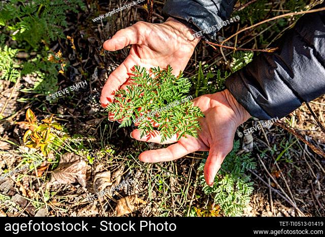 Hands holding spring plant growth