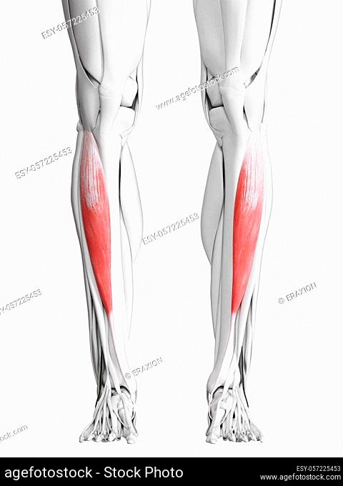 3d rendered medically accurate illustration of the tibialis anterior