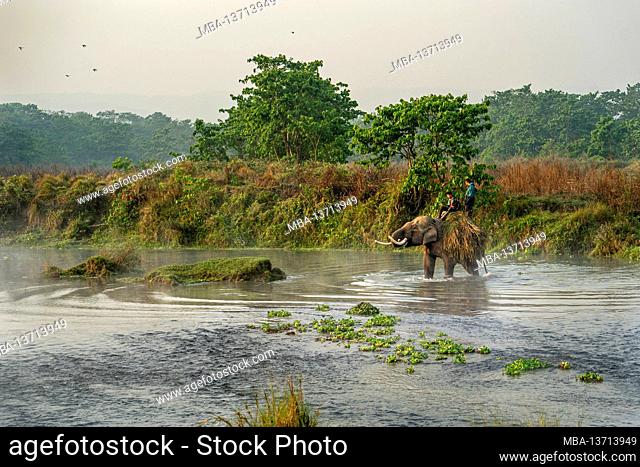 Elephants cross the Rapti River with food at dawn, Chitwan National Park, Chitwan District, Bagmati Province, Nepal
