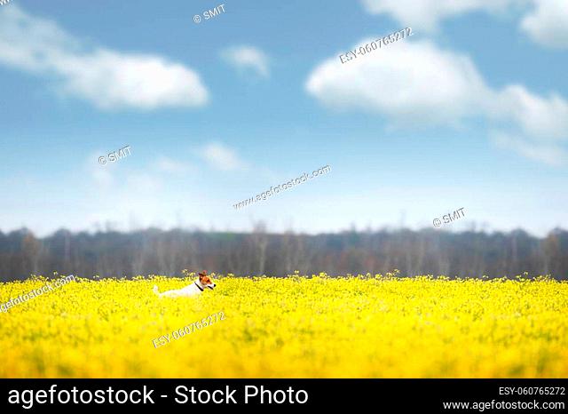 Jack russel terrier puppy on yellow rapeseed flower meadow. Happy dog outdoor