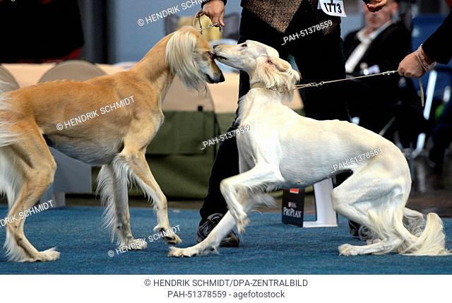 Two British Whippet dogs are seen after a copmpetition during the 'Hund und Katz' (lit. Dog and Cat) trade show in Leipzig, Germany, 24 August 2014