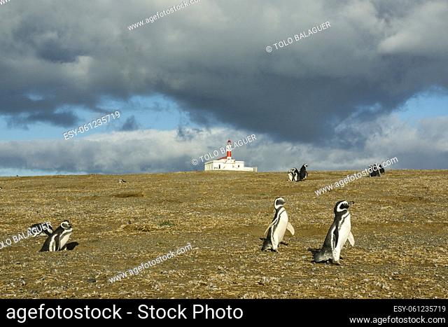 colonia de pinguinos magallanicos, -Spheniscus magellanicus-, isla Magdalena, estrecho de Magallanes, Patagonia, República de Chile, América del Sur