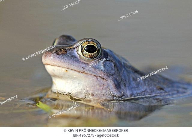 Moor Frog (Rana arvalis) in spawning grounds, Middle Elbe Biosphere Reserve near Dessau, Saxony-Anhalt, Germany, Europe