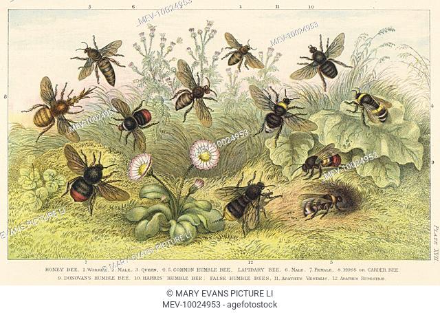Various types of bee