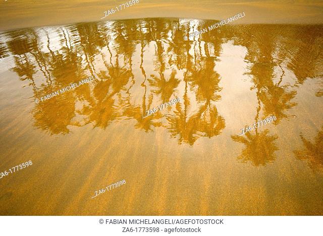 Palm trees reflected in the wet sand in the beach, Venezuela
