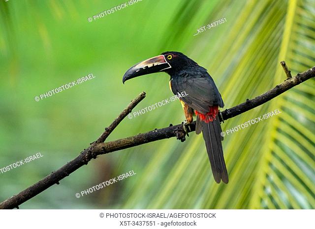 Collared aracari (Pteroglossus torquatus) on a branch. This toucan breeds from southern Mexico to Panama and across to Ecuador, Colombia