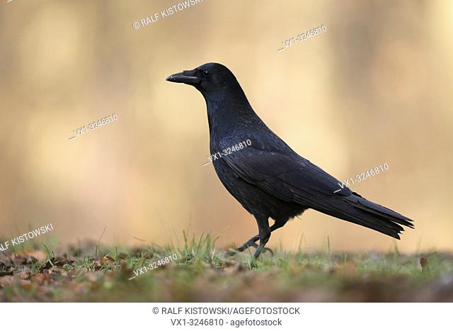 Carrion Crow / Rabenkraehe ( Corvus corone ) in beautiful autumn-colored surrounding taken from a low point of view, full body side view