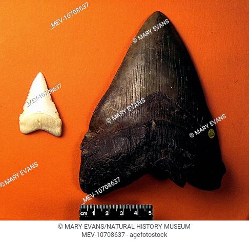 Tooth of an extinct shark (Carcharodon megalodon) on the right, compared with a tooth from a modern Great White shark, (Carcharodon carcharias) on the left
