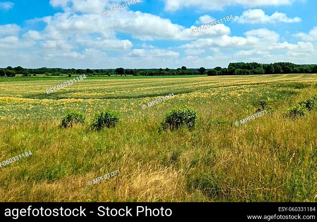 Summer view on agricultural crop and wheat fields ready for harvesting
