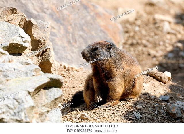 alpine marmot (Marmota marmota latirostris) on the rock in mountainous area
