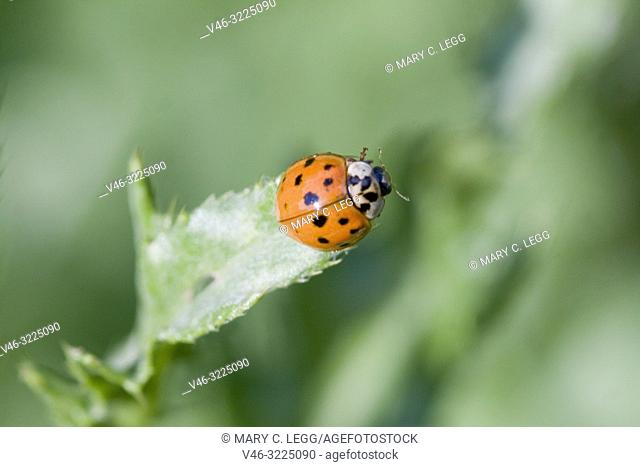 Harlequin Ladybird, Harmonia axyridis, large ladybird which have multiple colora variations with dots 0-22. Most common form is red or orange with 14 dots and...