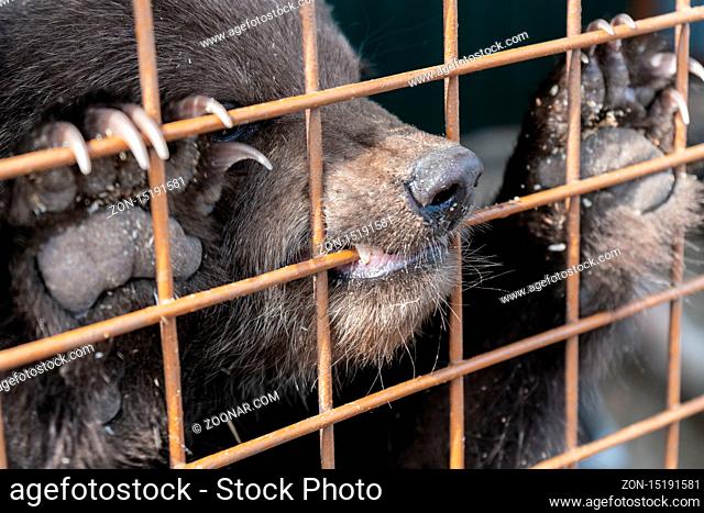 Angry Kamchatka brown bear Ursus arctos piscator keeps paws with large claws for an aviary lattice in the zoo and gnaws at it