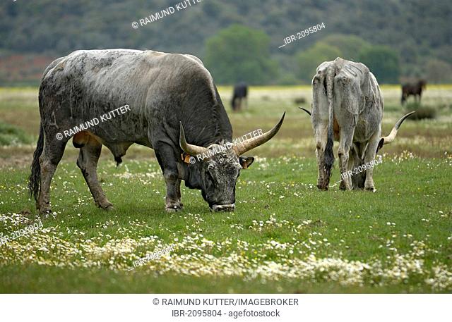 Maremma cattle, bull and cow, Parco Regionale della Maremma, Maremma Nature Park near Alberese, Grosseto Province, Tuscany, Italy, Europe