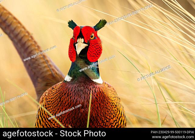 13 April 2023, Lower Saxony, Wangerooge: 13.04.2023, Wangerooge. A male pheasant (Phasianus colchicus) stands between tall graesers on the East Frisian island...