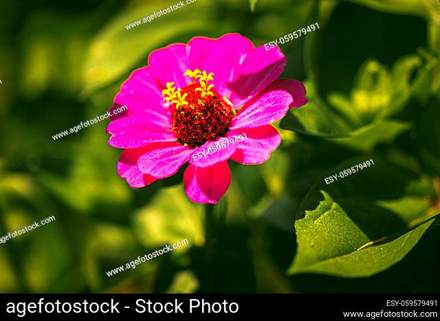 Tithonia rotundifolia flower in garden against green background. Floral Theme