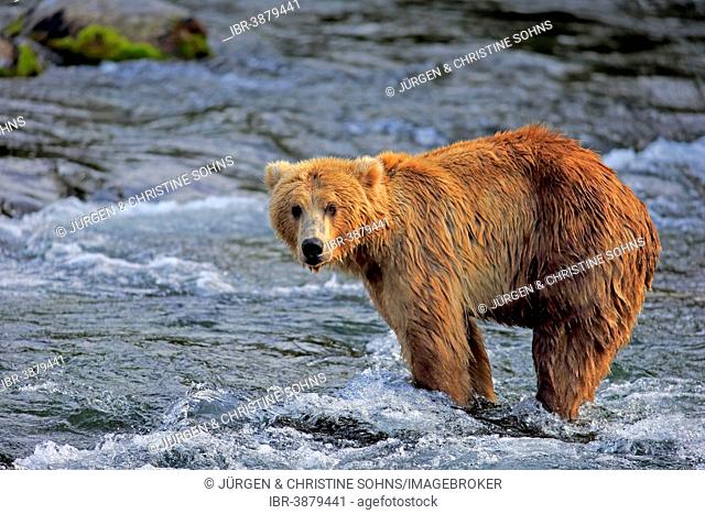 Grizzly Bear (Ursus arctos horribilis) adult, foraging in the water, Brooks River, Katmai National Park and Preserve, Alaska, United States