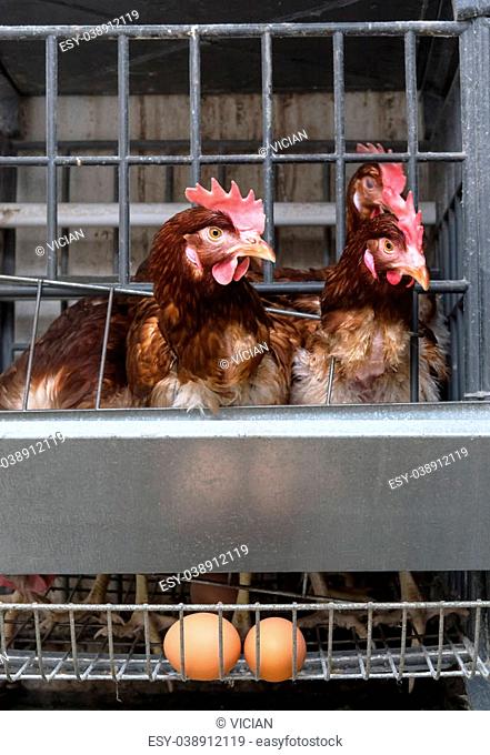 chicken farm coop