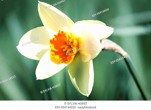 The flowers of daffodils light up in the spring