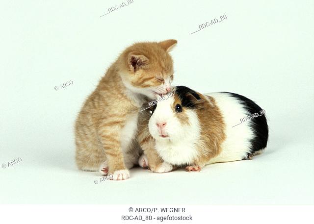 Domestic Cat kitten and Guinea Pig