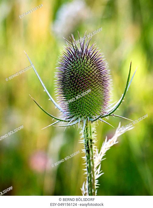 a close up of a wild card, thistle