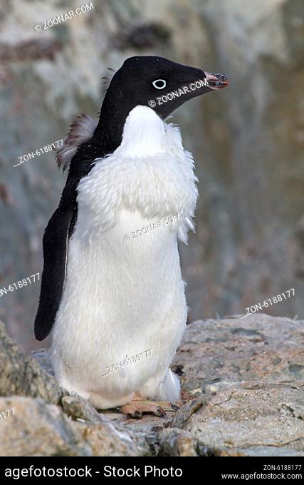 moulting Adelie penguin who stands among the rocks
