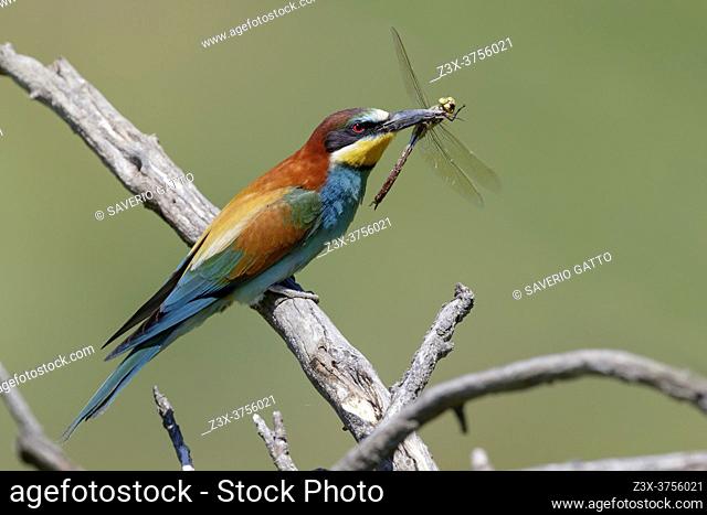 European Bee-eater (Merops apiaster), side view of an adult with a caught dragonfly, Basilicata, Italy