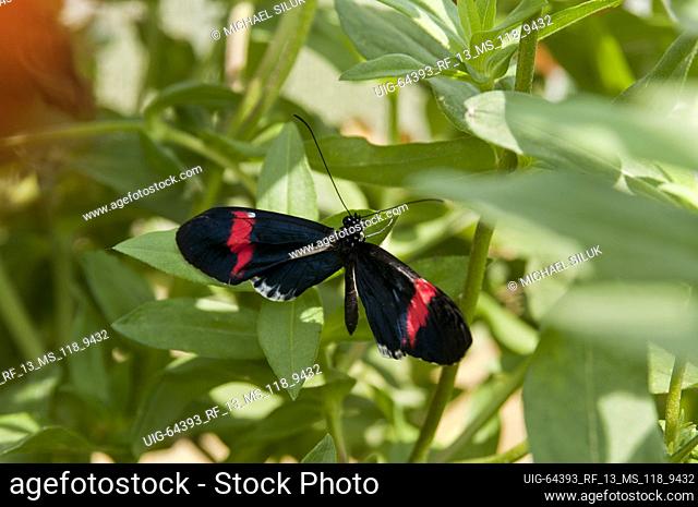 St. Paul, Minnesota. Como Park butterfly garden. Red Postman, "" Heliconius erato cyrbia """