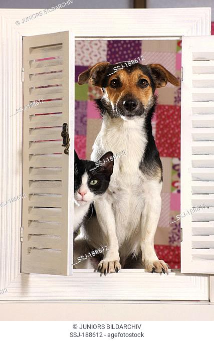 Jack Russell Terrier and a young domestic cat in a window with white shutters. Spain