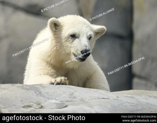 11 July 2023, Hamburg: The little polar bear is standing in the outdoor enclosure in the Sea of Ice at Hagenbeck Zoo. The baby polar bear has explored the...