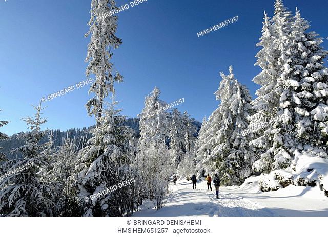 France, Haut Rhin, White Lake, Col du Calvaire, snowshoe hikers, forest, snow, winter