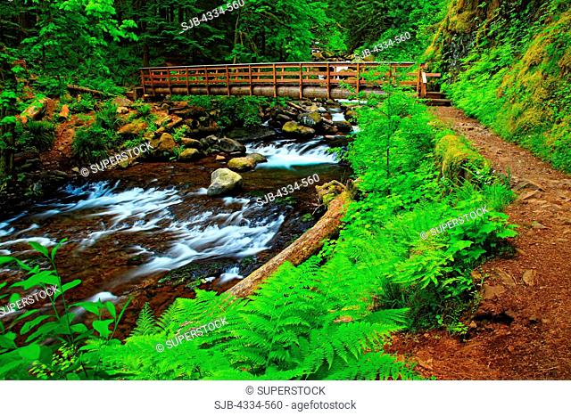 Hiking Bridge Over Oneonta Creek in the Columbia River Gorge National Scenic Area, Oregon