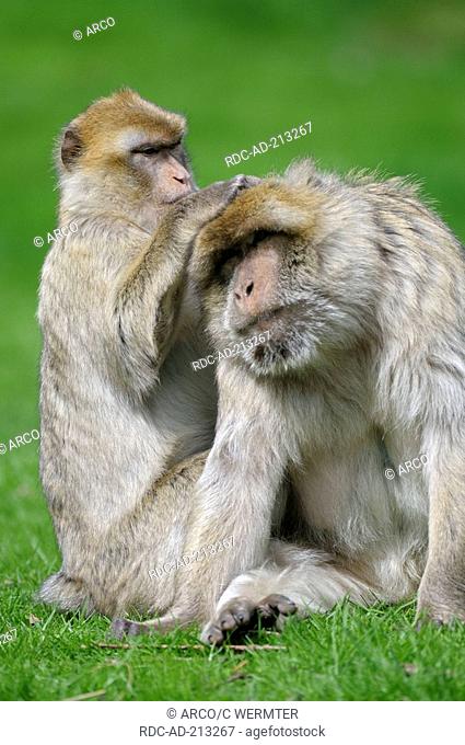 Barbary Monkeys, Macaca sylvana