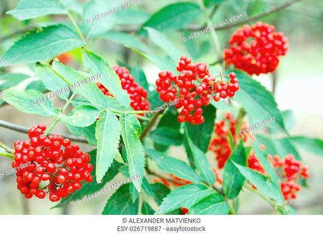 branch with the ripe wolf berries Sambucus racemosa