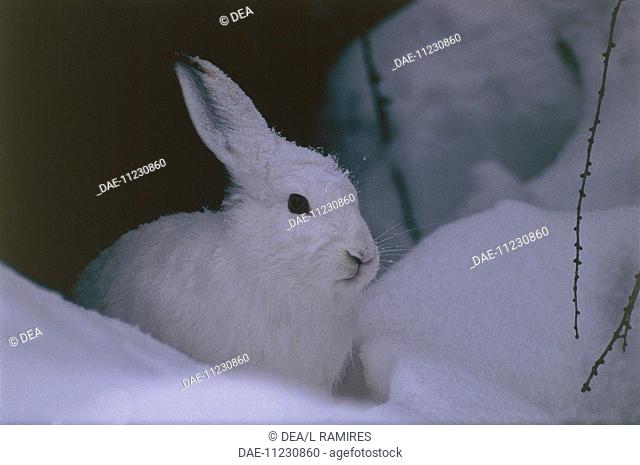 Zoology - Lagomorpha - Arctic hare or mountain hare (Lepus timidus)