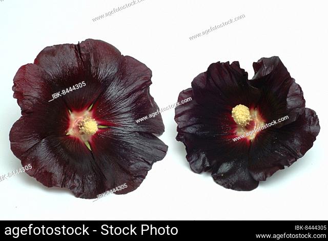 Black common hollyhock (Alcea rosea) Cultivated as a medicinal plant and dyeing plant