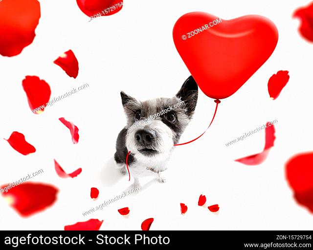 dog in love for valentines or birthday with red heart balloon, isolated on white background