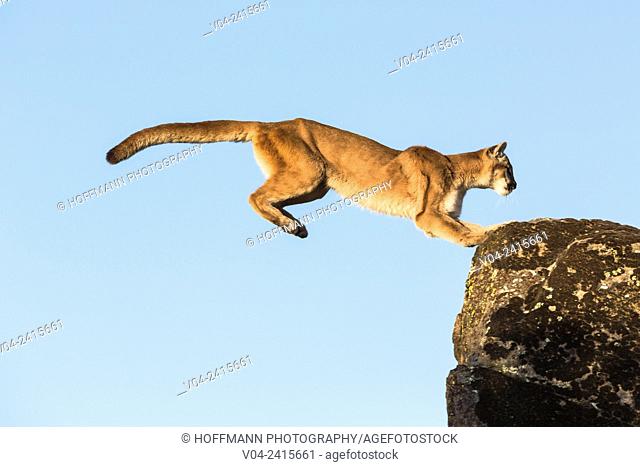 Adult mountain lion (Puma concolor) jumping, captive, California, USA