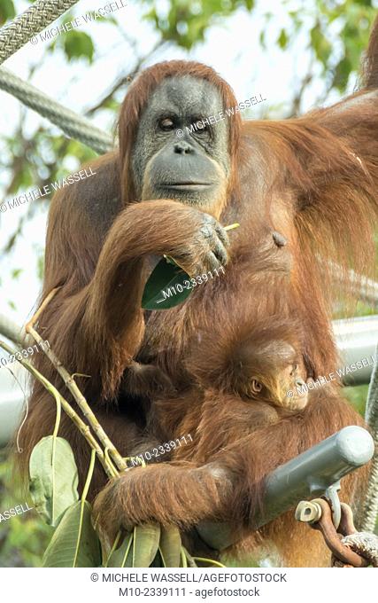 Baby Orangutan on alert as she is holding onto mom