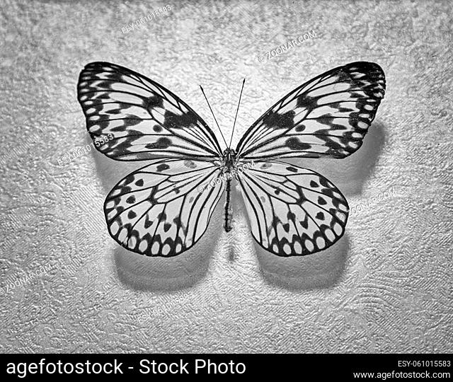 Beautiful tropical butterfly, white idea or forest nymph Latin idea Leuconoe . Close-up on a gray background. Black and white image