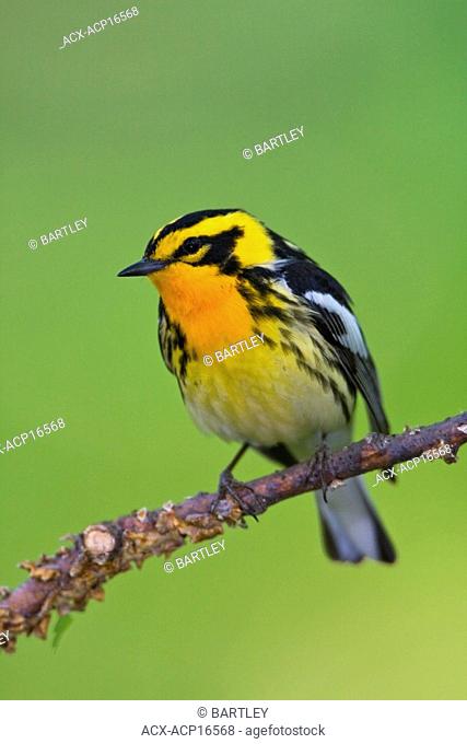 Blackburnian warbler Dendroica fusca perched on a branch near Long Point, Ontario, Canada