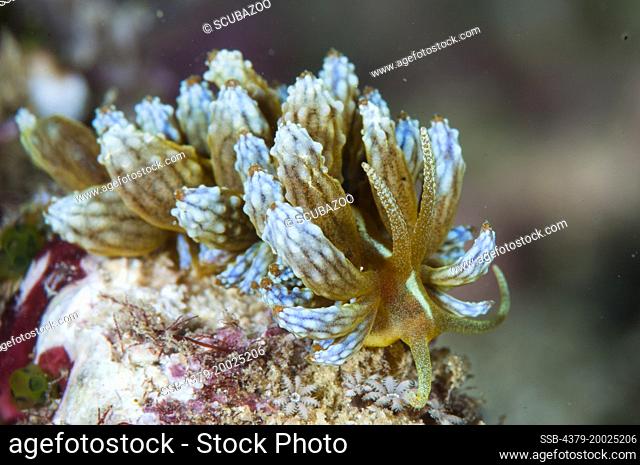 A Kabira Phyllodesmium nudibranch, Phyllodesmium kabiranum, on a small rock, Taliabu Island, Sula Islands, Indonesia