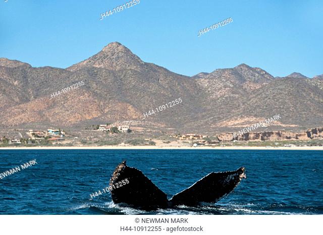 humpback whale, whale, fluke, tail fin, animal, megaptera novaeangliaecabo pulmo, national marine park, Baja California, Mexico